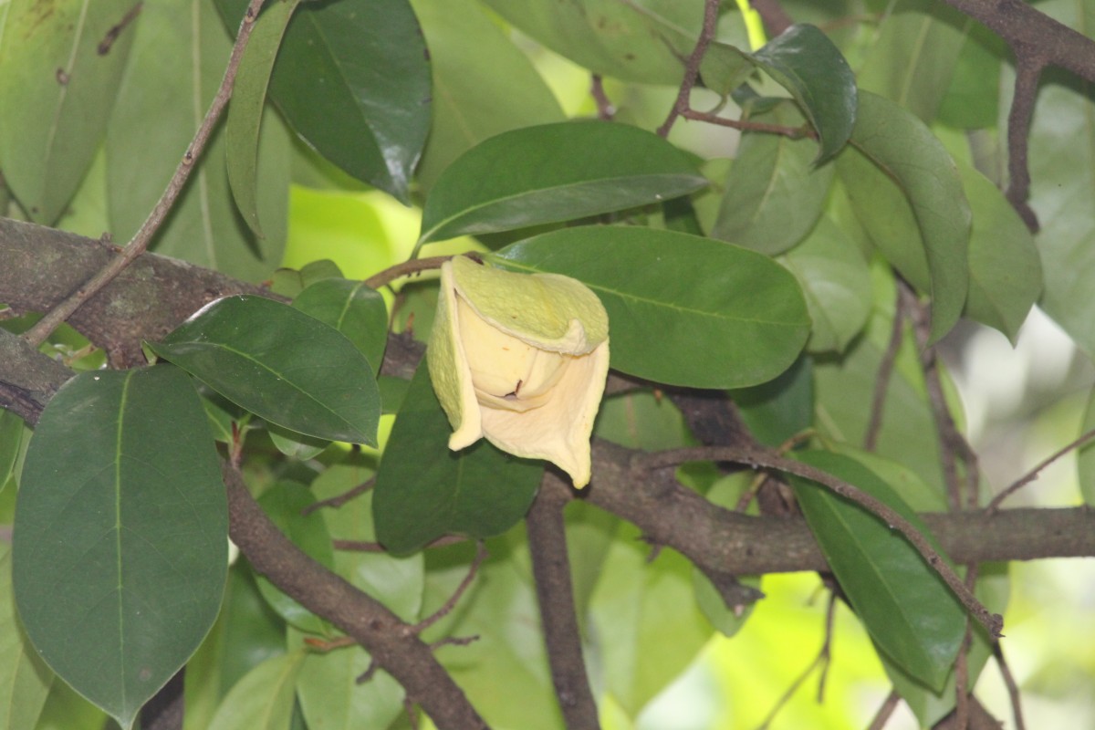 Annona muricata L.